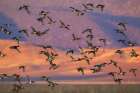 USA-California-Klamath Basin National Wildlife Refuge-flock of ducks at last light Art Print